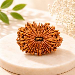 16 Mukhi Rudraksha — Original Nepali Bead