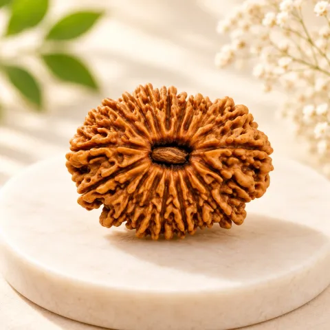 19 Mukhi Nepali Rudraksha
