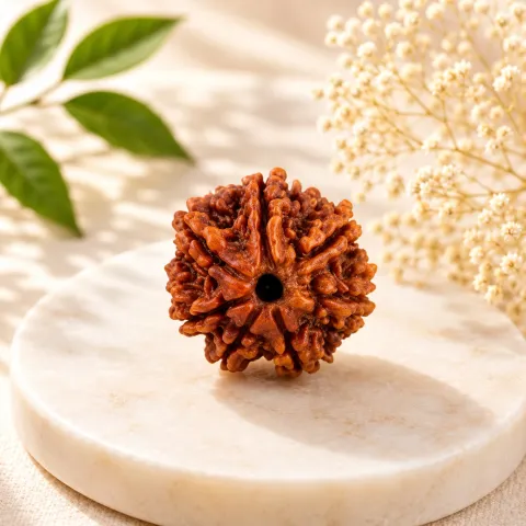 7 Mukhi Nepali Rudraksha (14–20 mm)