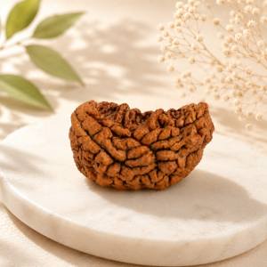 1 Mukhi Rudraksha