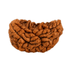 1 Mukhi Rudraksha