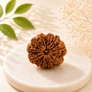 10 Mukhi Rudraksha