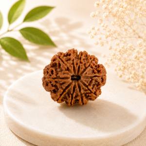 11 Mukhi Rudraksha