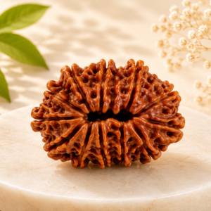 12 Mukhi Rudraksha