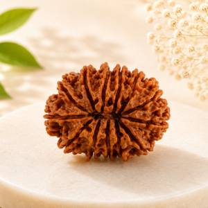 13 Mukhi Rudraksha