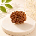 14 Mukhi Rudraksha