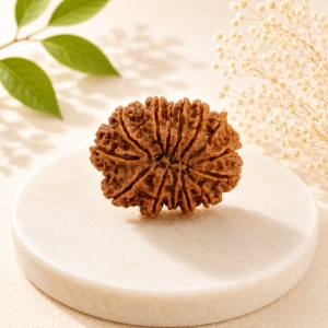 14 Mukhi Rudraksha