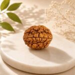 2 Mukhi Rudraksha