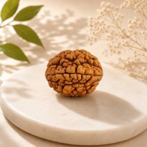 2 Mukhi Rudraksha