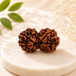 Gauri Shanker Rudraksha