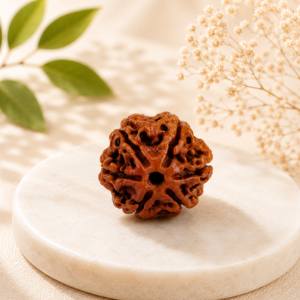 6 Mukhi Nepali Rudraksha