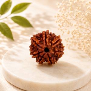 7 Mukhi Rudraksha