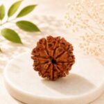 9 Mukhi Rudraksha