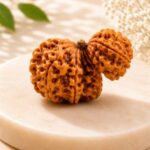 Garbh Gauri Rudraksha