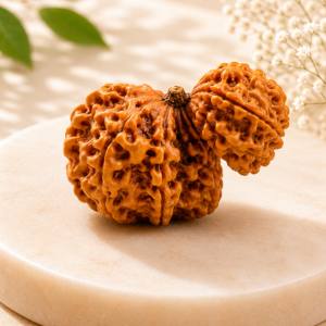 Garbh Gauri Rudraksha